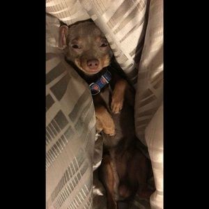 Meet your Posher, Taegan